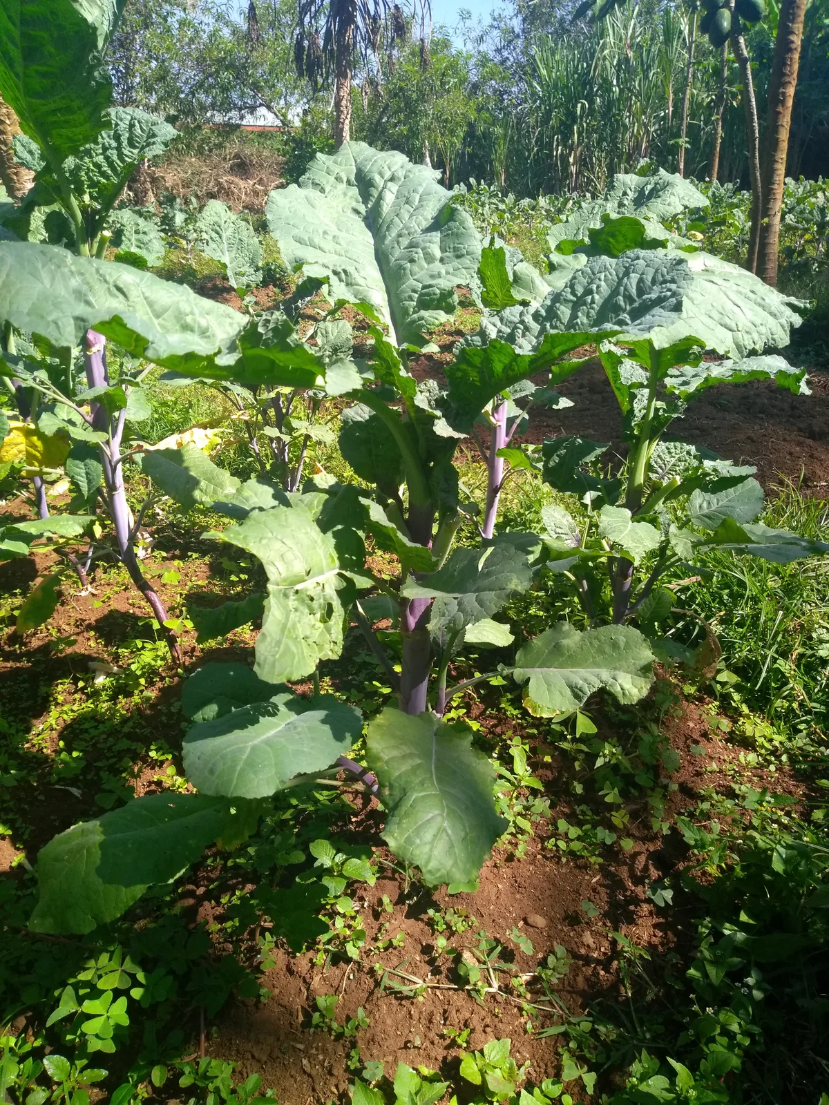 Photo: Ztmcfaul, via Wikimedia Commons · Public domain · via Wikimedia Commons Ethiopian Mustard (Brassica carinata), photograph