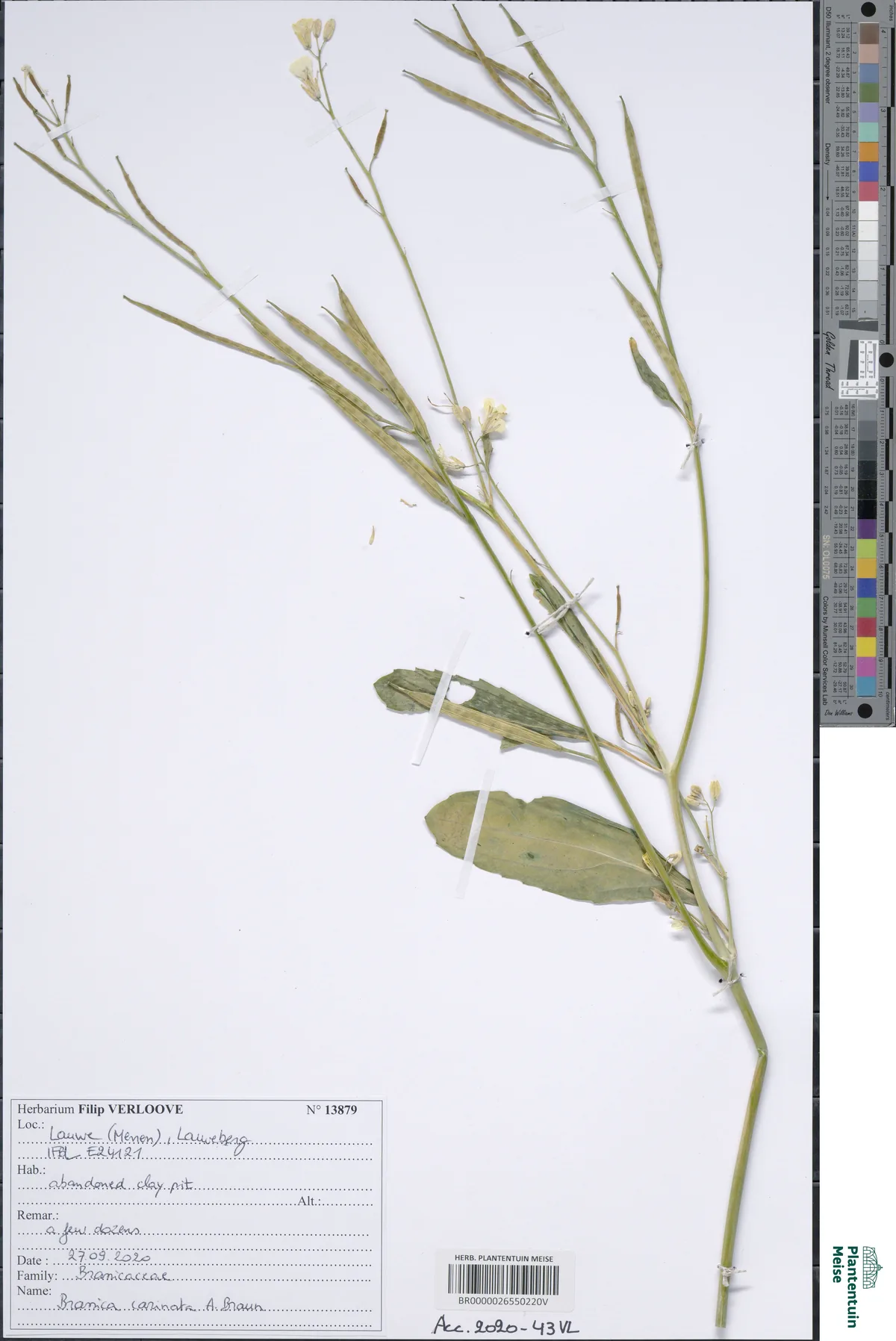 Ethiopian mustard (Brassica carinata), photograph