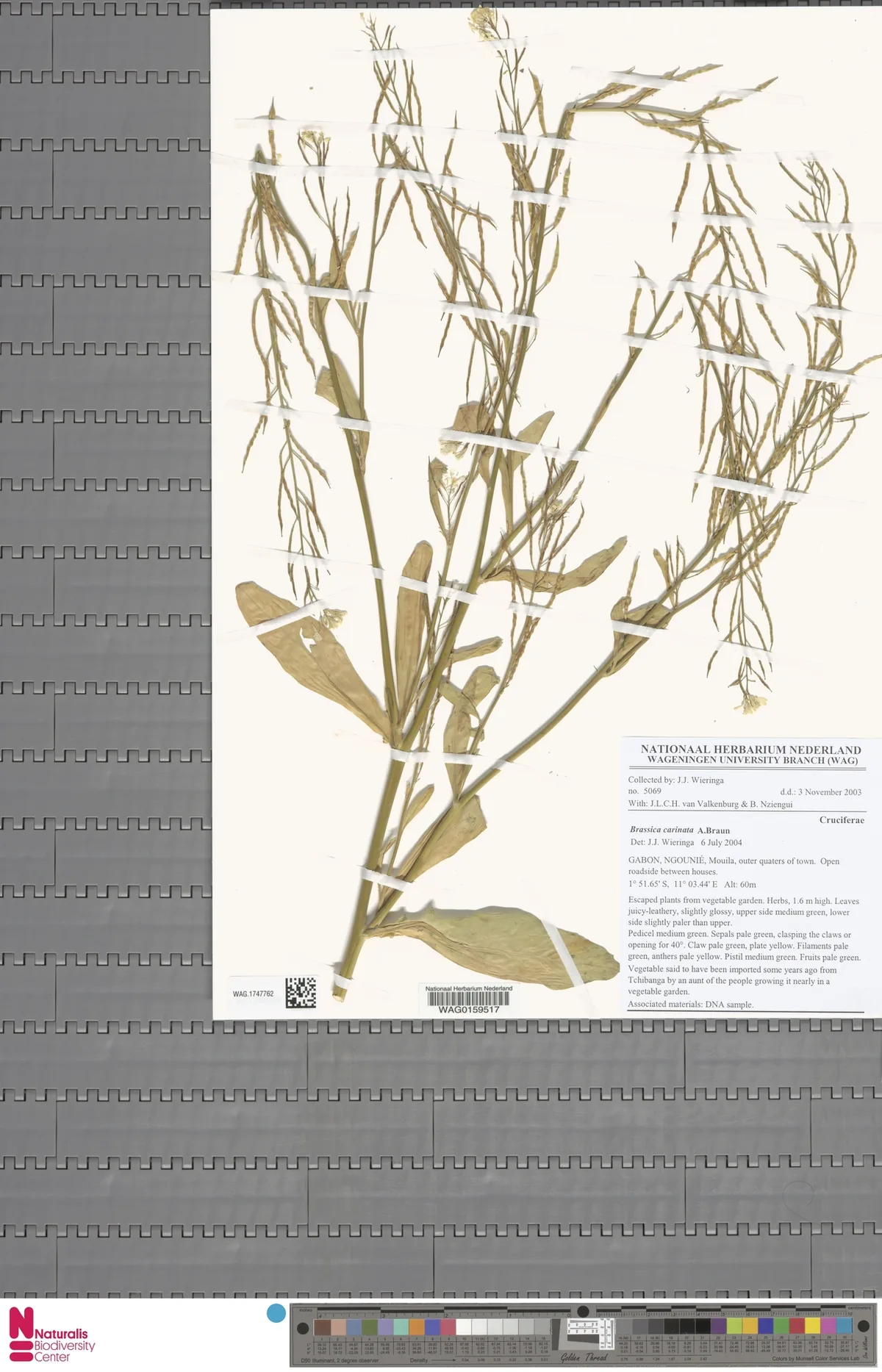 Ethiopian mustard (Brassica carinata), photograph
