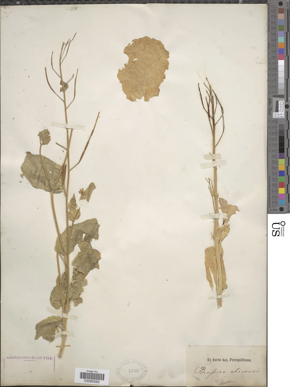 Chinese Cabbage (Brassica chinensis), photograph