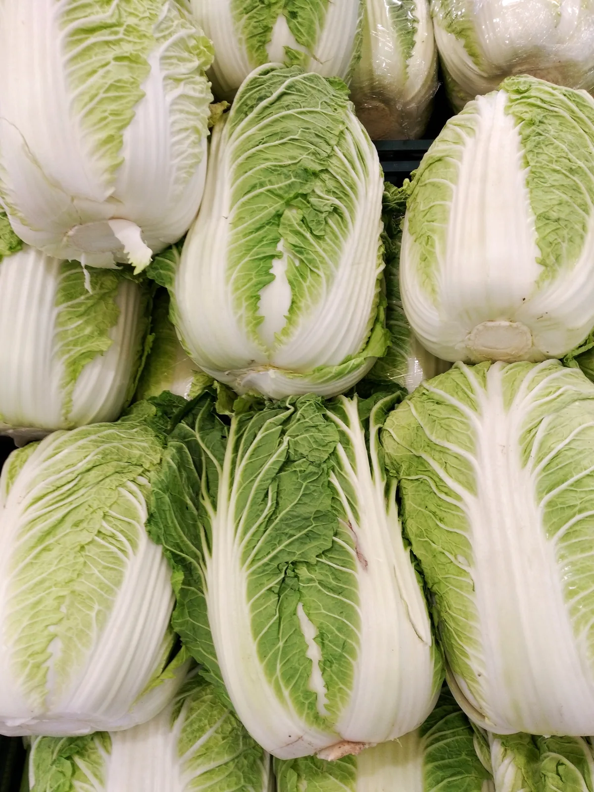 Chinese cabbage (Brassica chinensis), photograph