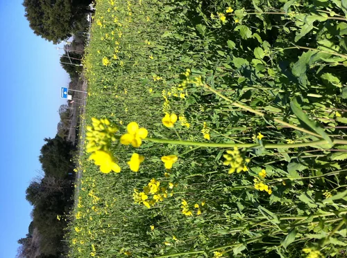 Photo: no rights reserved · cc0 · via iNaturalist Broccoli Rabe (Brassica rapa var. ruvo), photograph