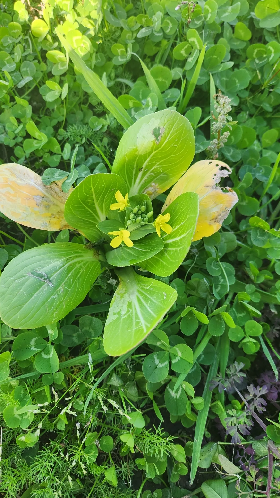 Bok Choy (Brassica rapa subsp. chinensis), photograph