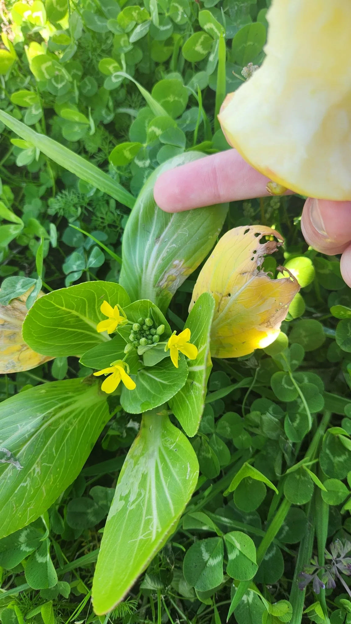 Bok Choy (Brassica rapa subsp. chinensis), photograph