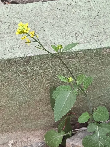 Mustard Greens (Brassica juncea), photograph