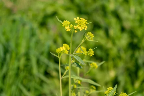 Photo: (c) WATANABE Hitoshi 渡辺仁, some rights reserved (CC BY) · cc-by · via iNaturalist Mustard Greens (Brassica juncea), photograph