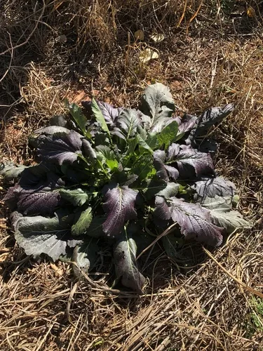 Photo: (c) Greghig Jirheg, some rights reserved · CC BY · via iNaturalist mustard greens (Brassica juncea), photograph