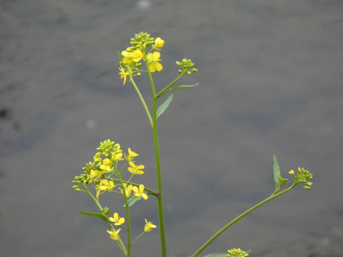 Mustard Greens (Brassica juncea), photograph