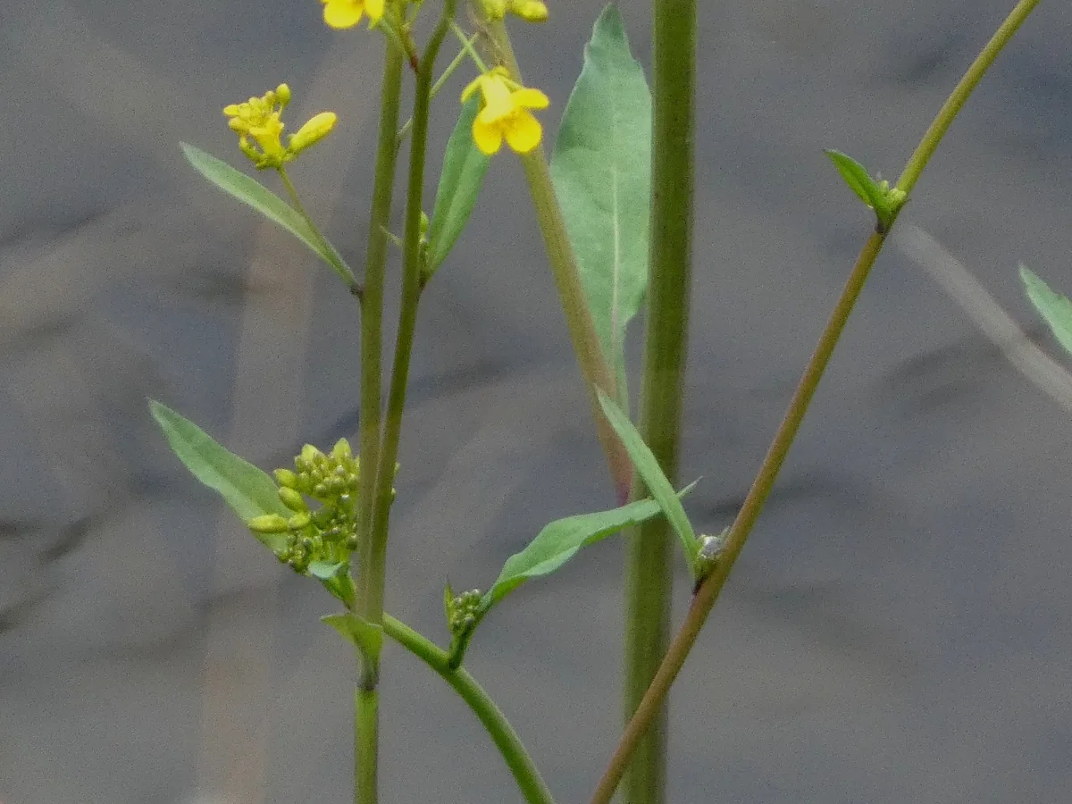 Mustard Greens (Brassica juncea), photograph