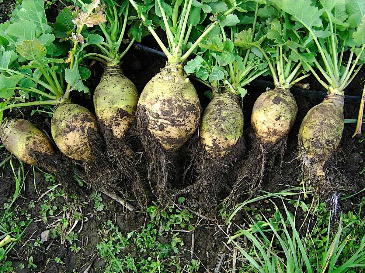 rutabaga (Brassica napus subsp. rapifera), photograph
