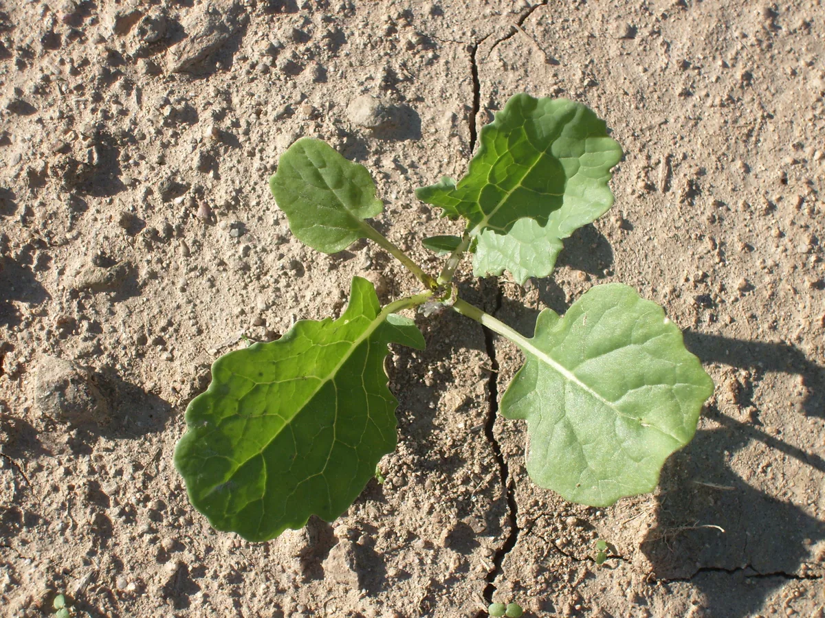 Rapeseed (Brassica napus), photograph
