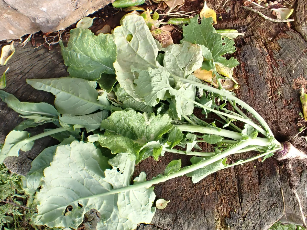 Rutabaga (Brassica napus subsp. rapifera), photograph