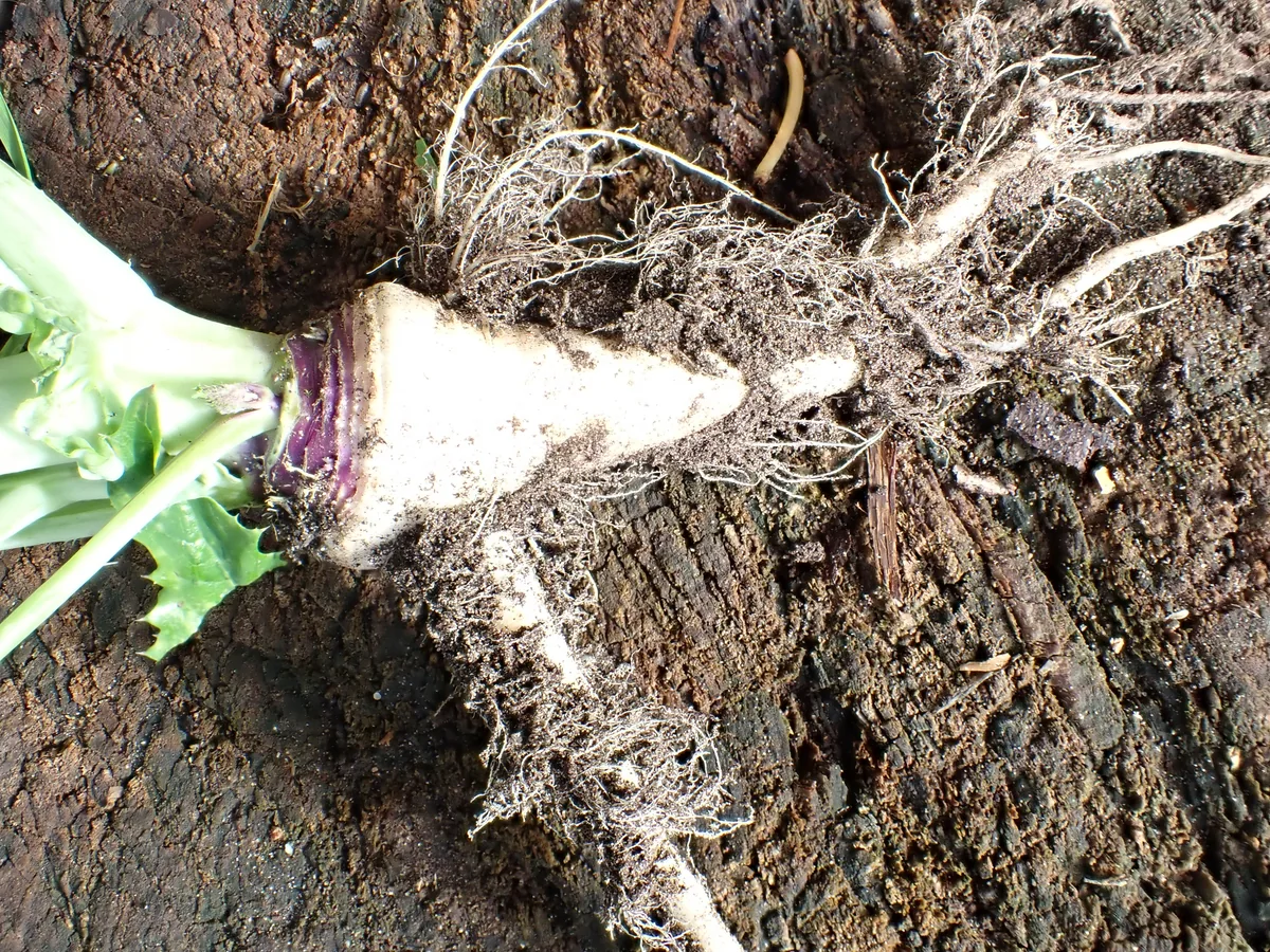 Rutabaga (Brassica napus subsp. rapifera), photograph