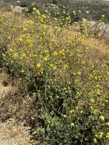Black Mustard (Brassica nigra), photograph