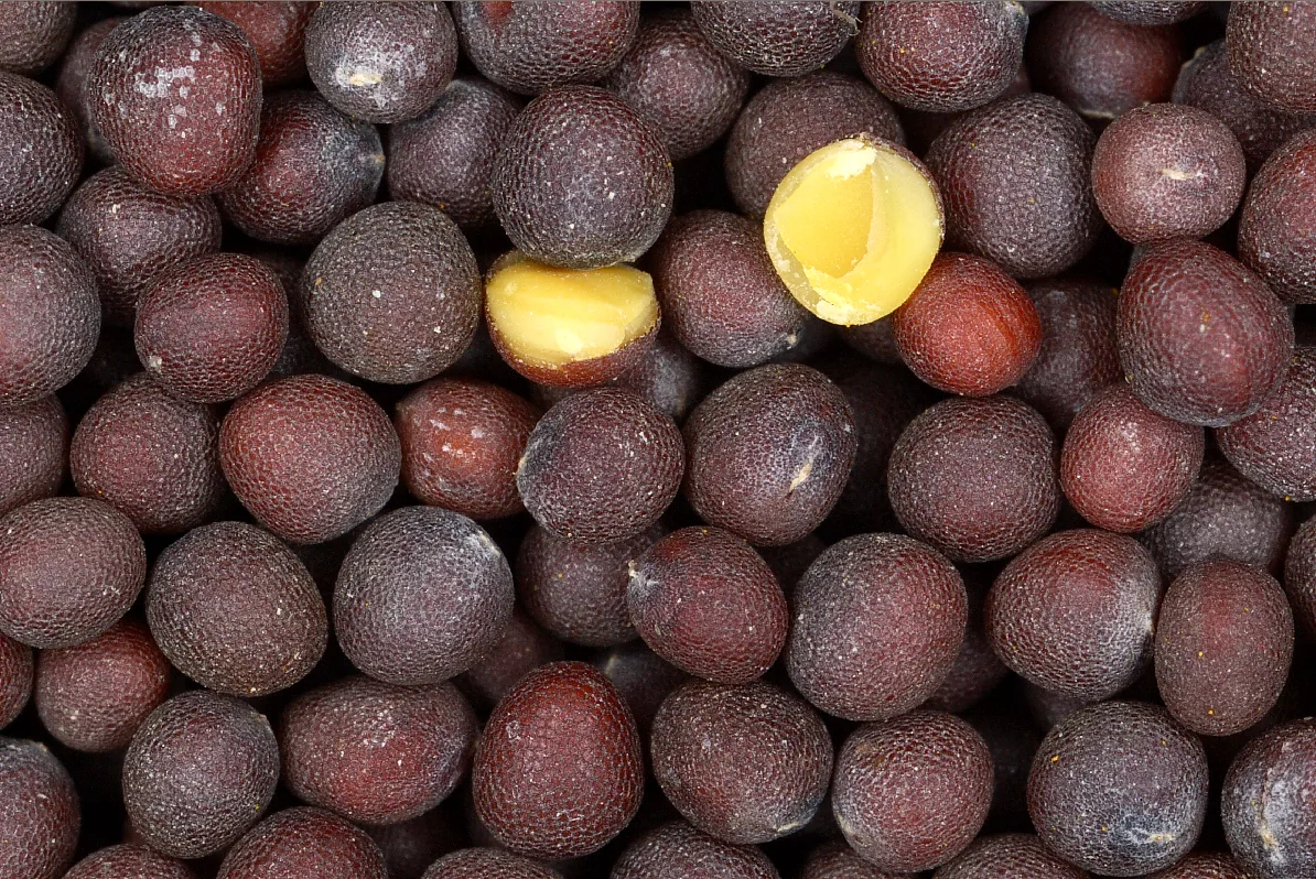 Photo: Sanjay Acharya · CC BY-SA 3.0 · via Wikimedia Black Mustard (Brassica nigra), photograph