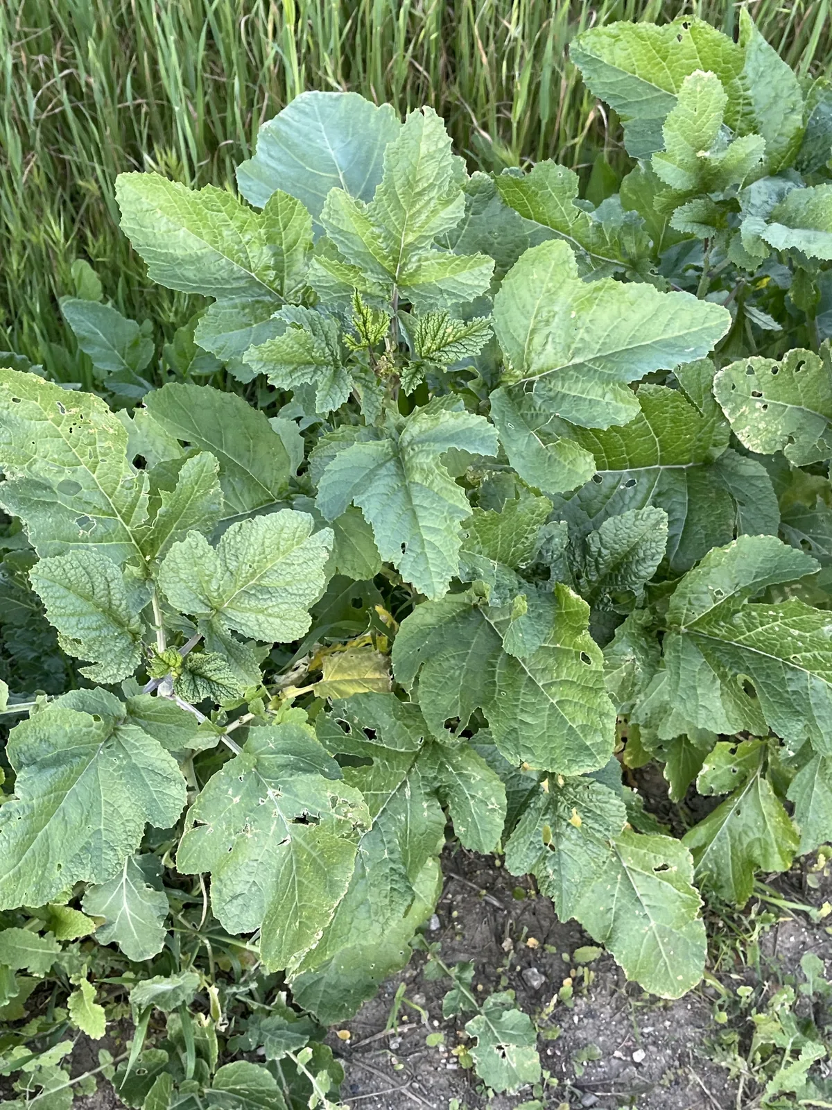 Black Mustard (Brassica nigra), photograph