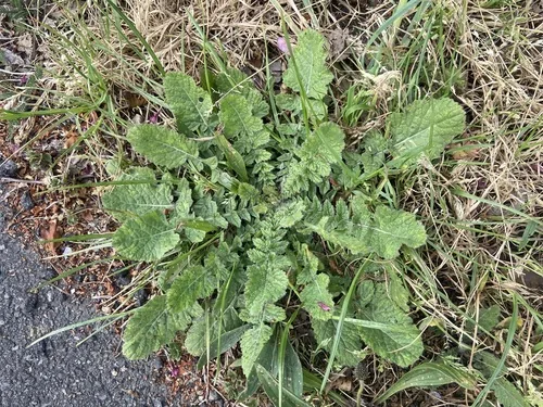Black Mustard (Brassica nigra), photograph