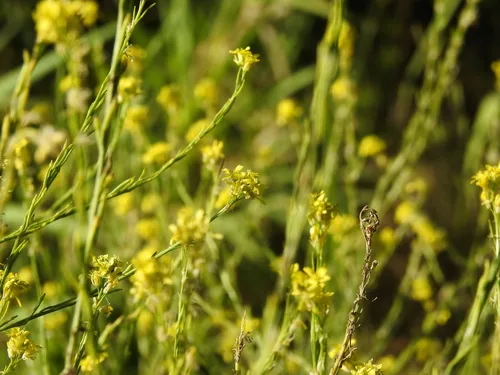 Black Mustard (Brassica nigra), photograph