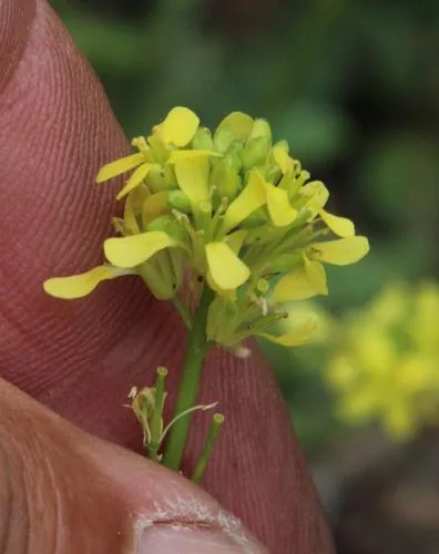 Photo: (c) Tony Rebelo, some rights reserved · CC BY-SA · via iNaturalist black mustard (Brassica nigra), photograph