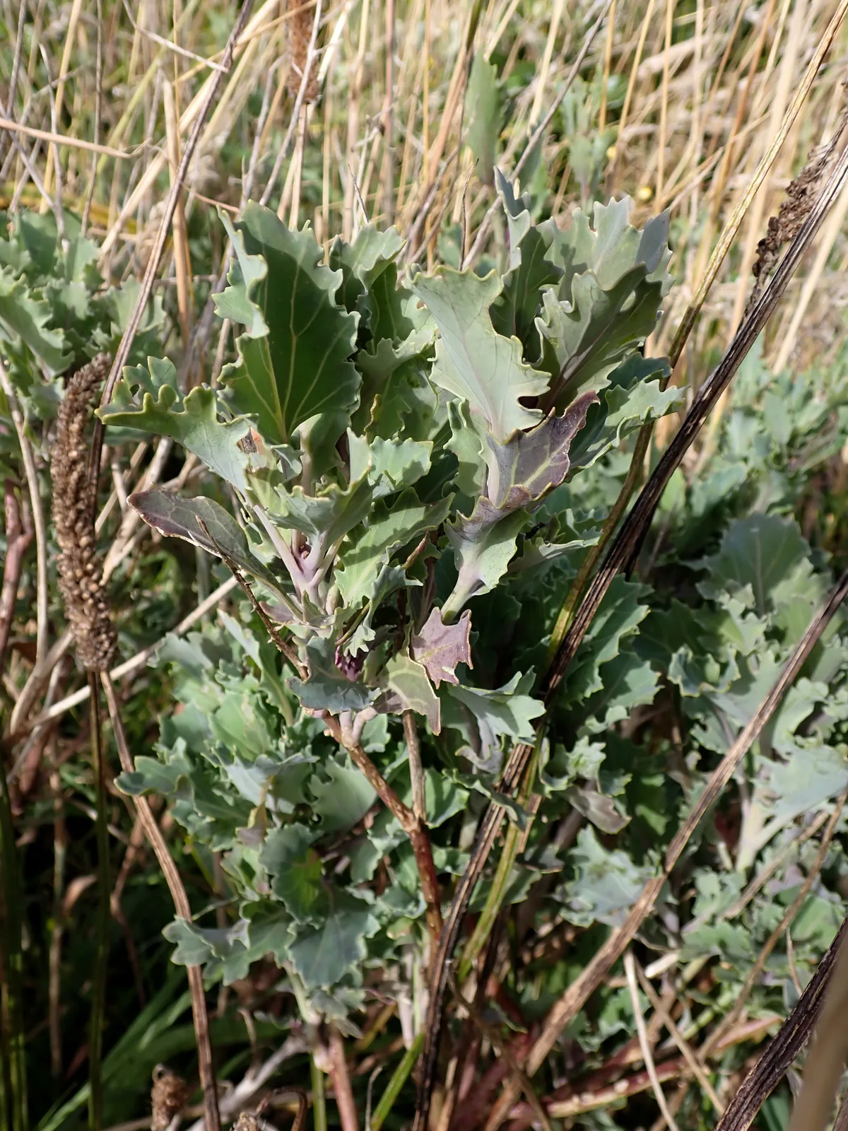 Photo: Peter de Lange, via iNaturalist · CC0 · via GBIF Cauliflower (Brassica oleracea var. botrytis), photograph