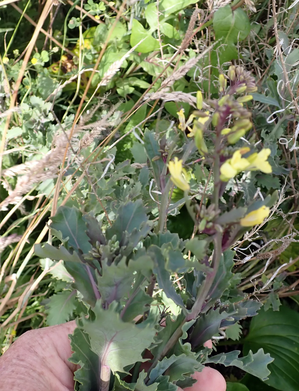 ornamental kale (Brassica oleracea Acephala Group), photograph