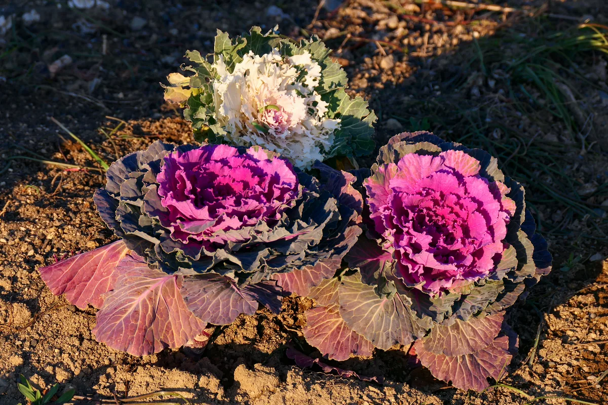 Photo: MaedaAkihiko, , via Wikimedia Commons · CC BY-SA 4.0 · via Wikimedia Commons ornamental kale (Brassica oleracea Acephala Group), photograph