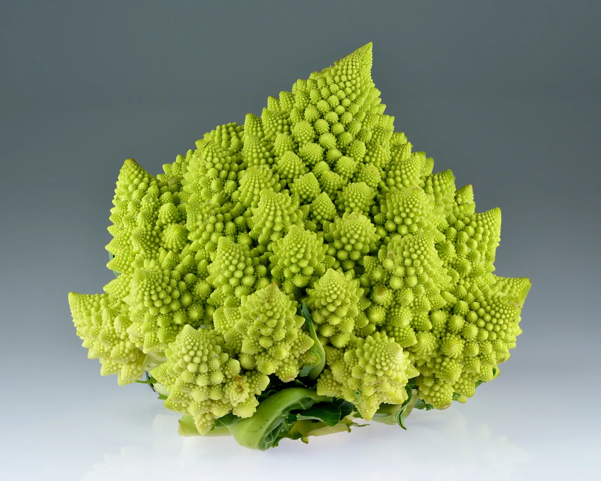 romanesco (Brassica oleracea var. botrytis Romanesco), photograph