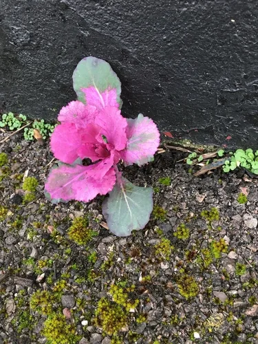 cabbage (Brassica oleracea var. capitata), photograph