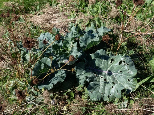 Photo: (c) rainerburkard, some rights reserved (CC BY) · cc-by · via iNaturalist cabbage (Brassica oleracea var. capitata), photograph