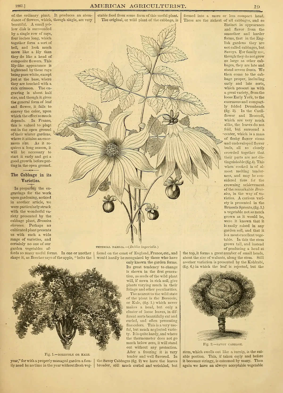 cabbage (Brassica oleracea var. capitata), botanical illustration