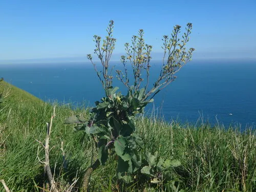 kale (Brassica oleracea var. sabellica), photograph