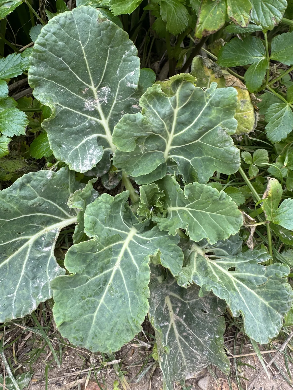 cabbage (Brassica oleracea var. capitata), photograph