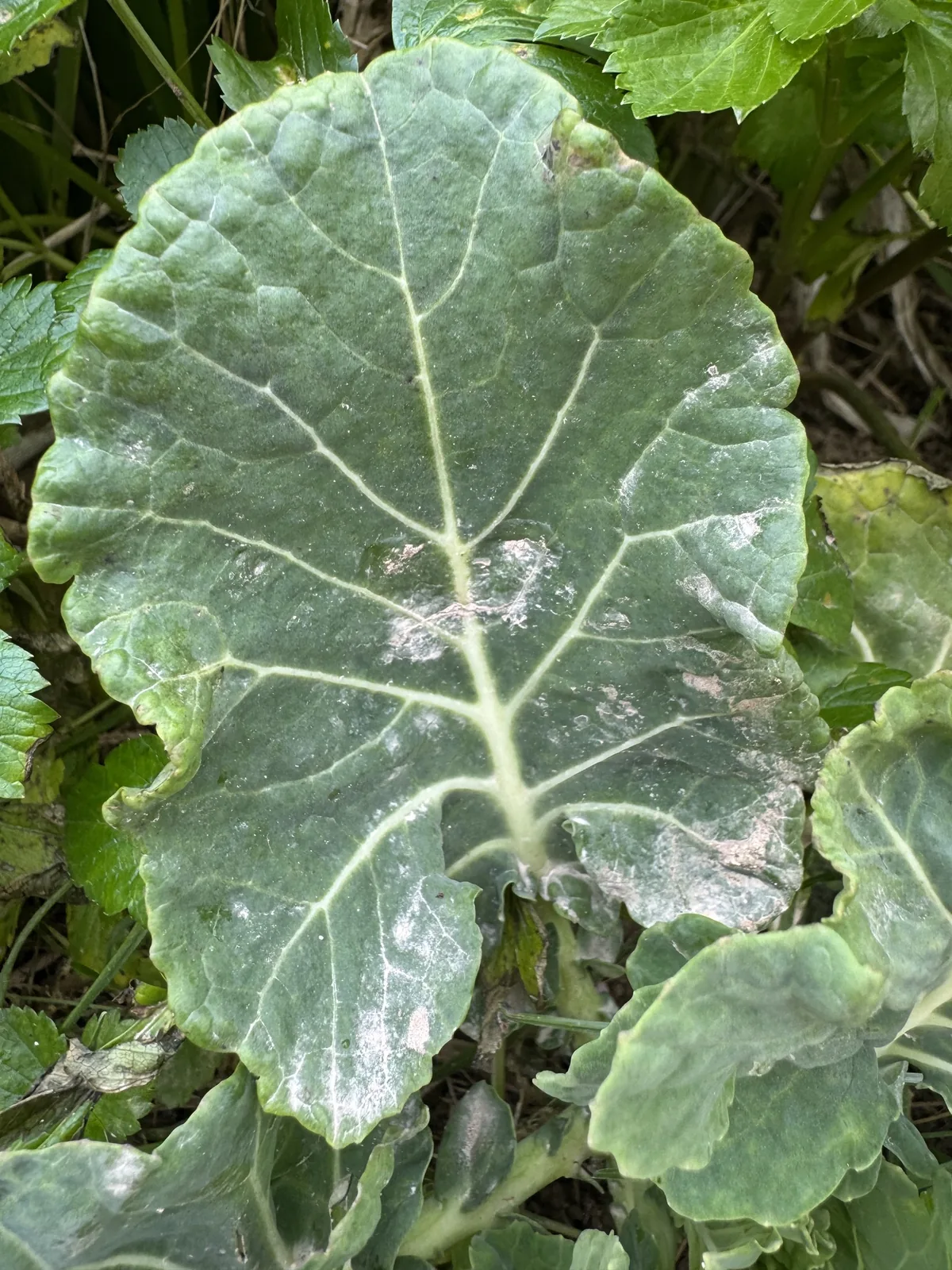 cabbage (Brassica oleracea var. capitata), photograph
