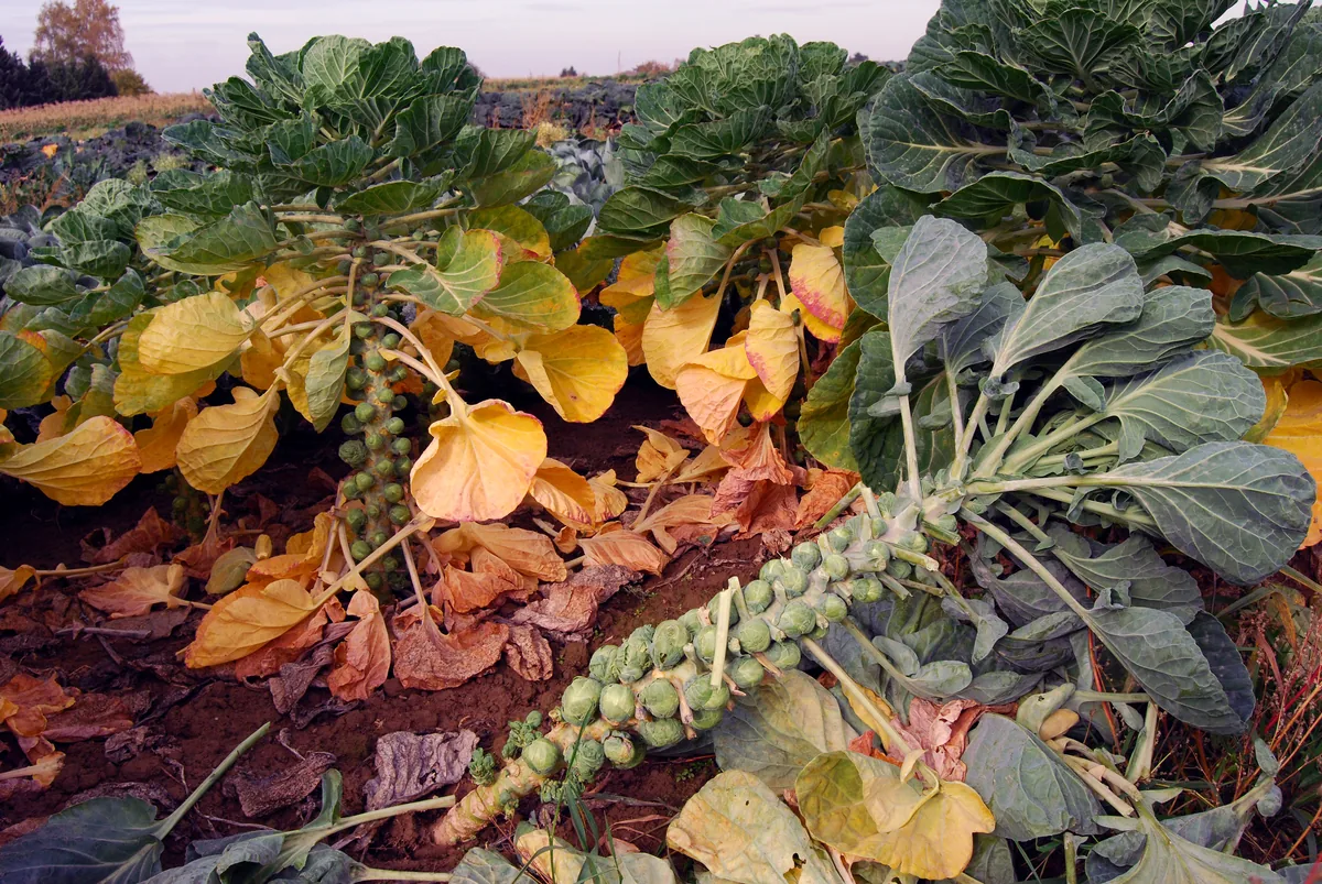 Photo: Gohnarch, , via Wikimedia Commons · CC BY-SA 3.0 · via Wikimedia Commons Brussels sprouts, photograph