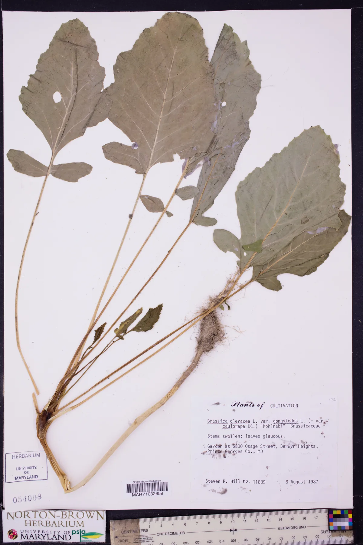 Kohlrabi (Brassica oleracea var. gongylodes), photograph