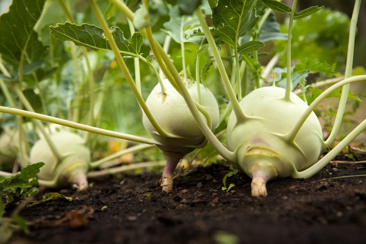 Photo: Unknown author, via Wikimedia Commons ( dedication) · CC0 · via Wikimedia Commons kohlrabi (Brassica oleracea var. gongylodes), photograph