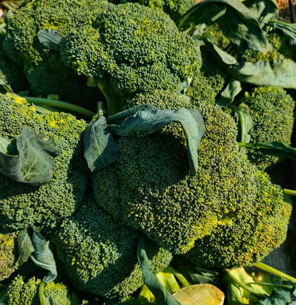 Photo: পাপৰি বৰা (Papari Bora), via Wikimedia Commons · CC BY-SA 4.0 · via Wikimedia Commons broccoli (Brassica oleracea var. italica), photograph