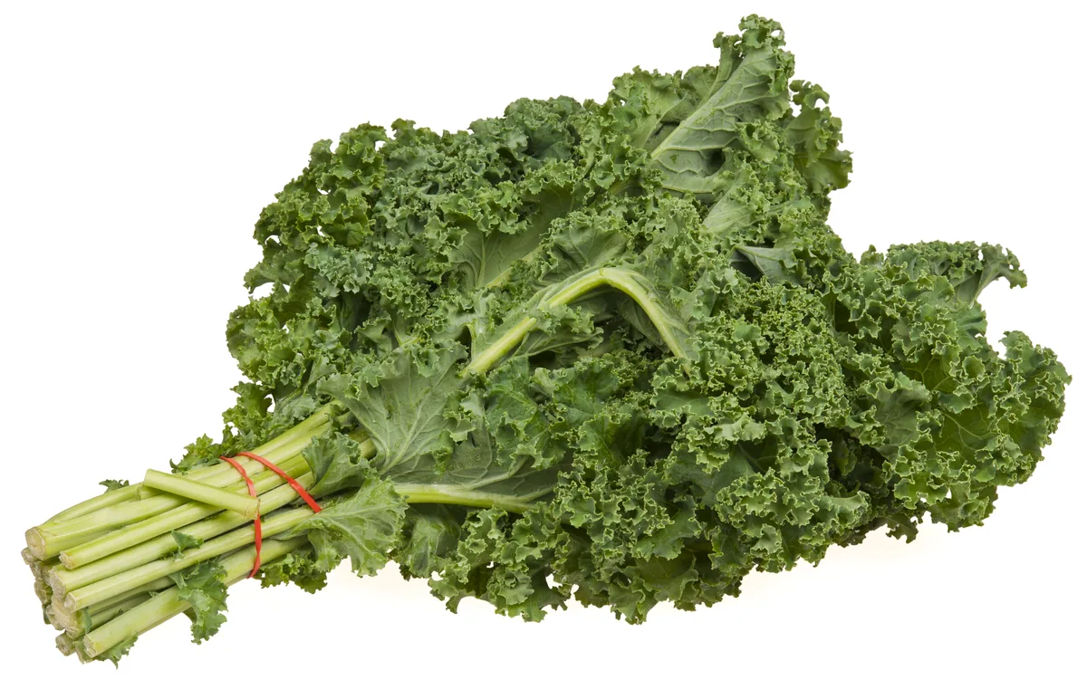 kale (Brassica oleracea var. sabellica), photograph