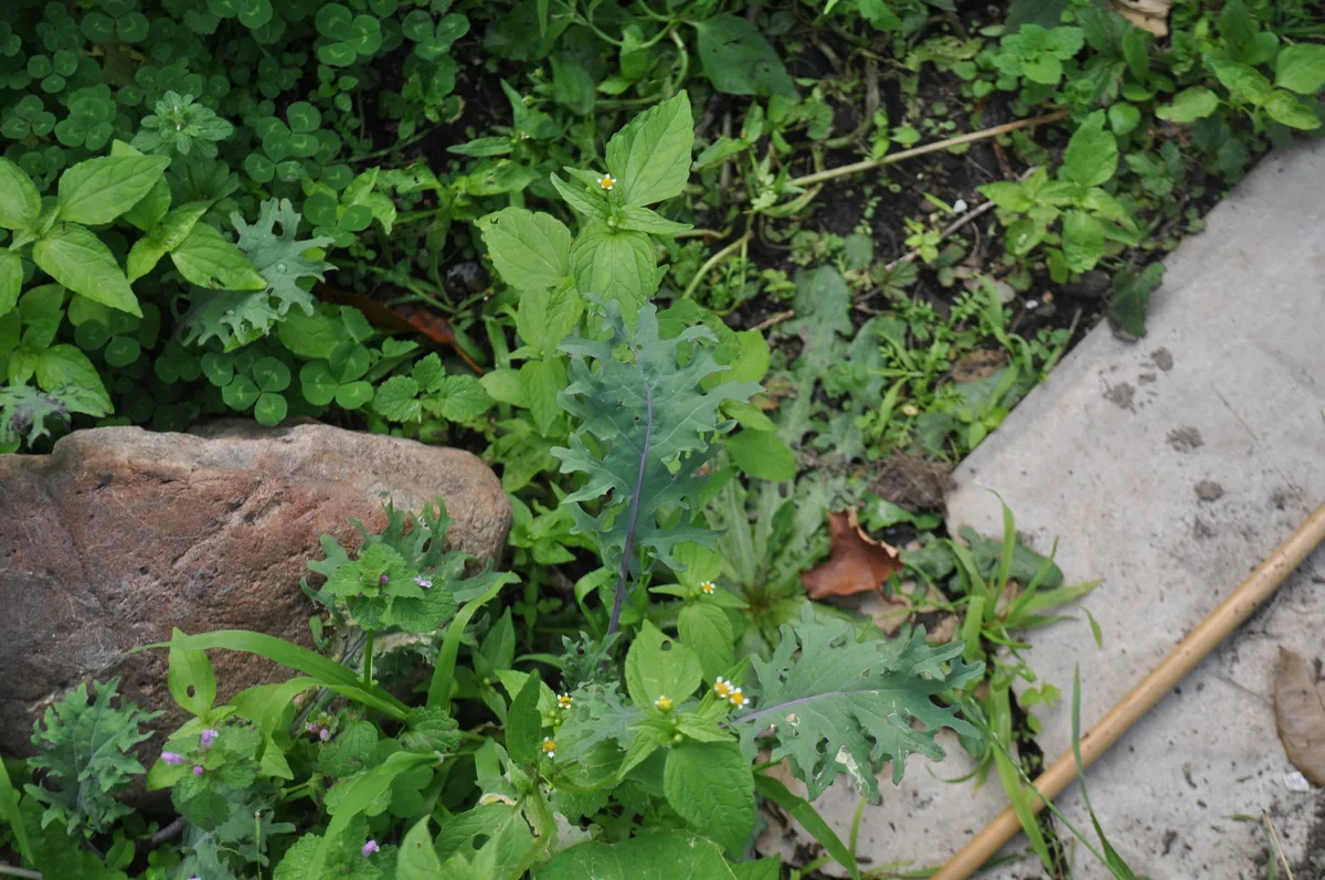 kale (Brassica oleracea var. sabellica), photograph