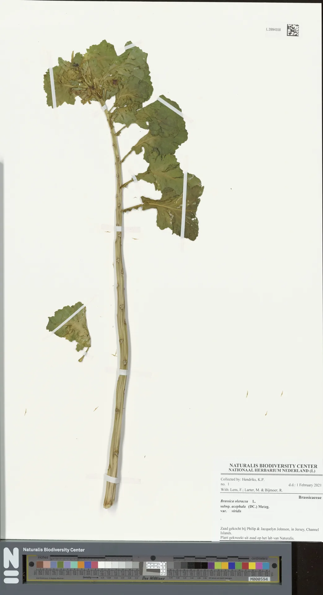 collard greens (Brassica oleracea var. viridis), photograph