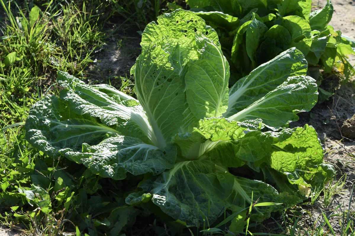 napa cabbage (Brassica rapa subsp. pekinensis), photograph