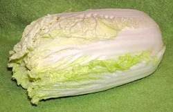 Napa Cabbage (Brassica rapa subsp. pekinensis), photograph