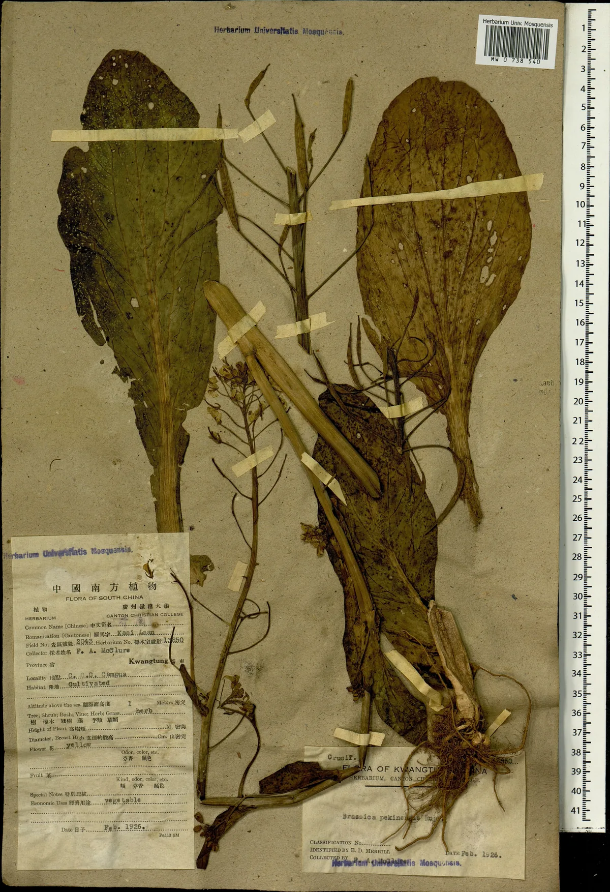 Napa Cabbage (Brassica rapa subsp. pekinensis), photograph