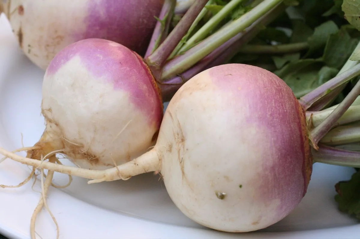 turnip (Brassica rapa subsp. rapa), photograph