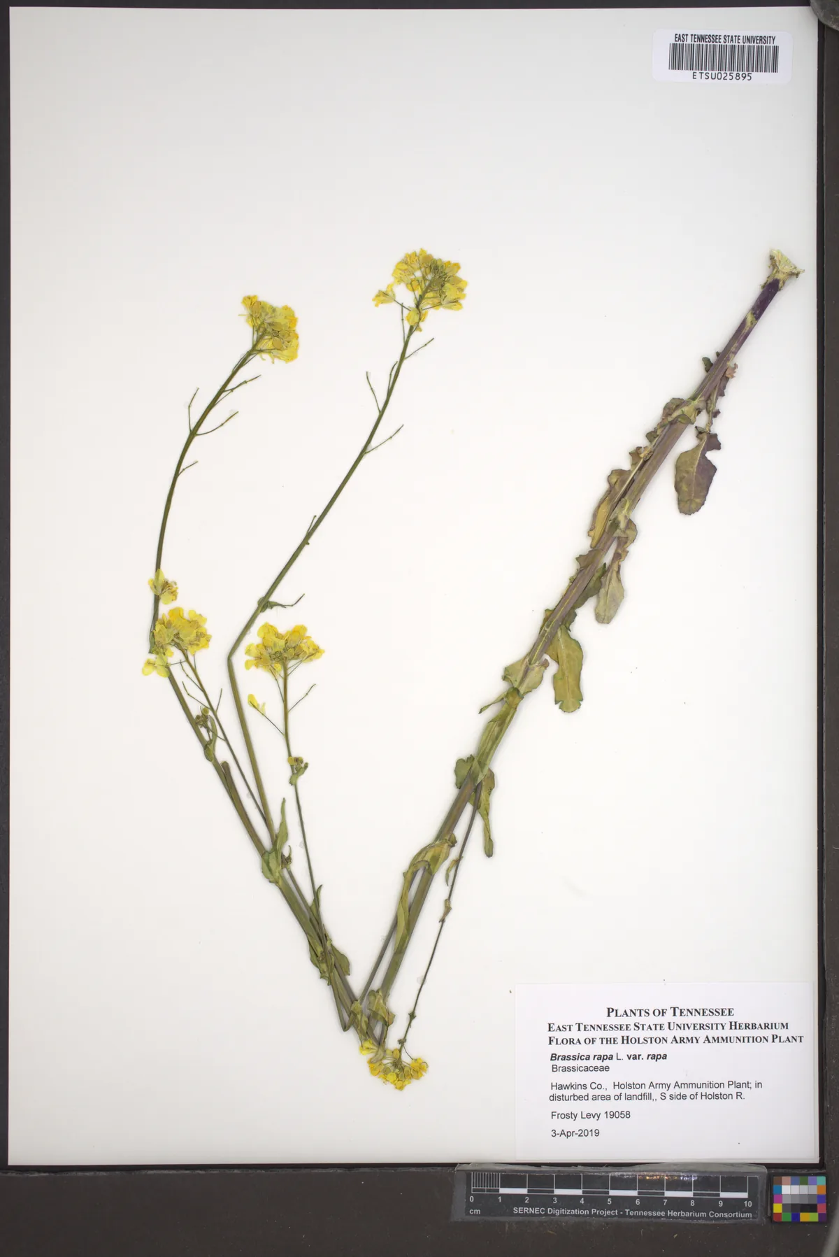 Turnip (Brassica rapa subsp. rapa), photograph