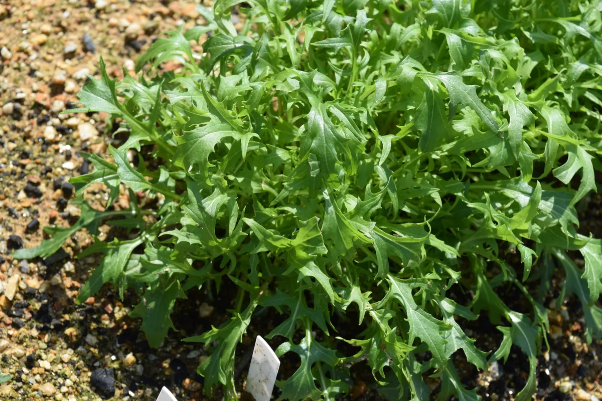 Photo: Kingfiser (Japanese Wikipedia user ja:user:Kingfiser), via Wikimedia Commons · CC BY-SA 4.0 · via Wikimedia Commons mizuna (Brassica rapa var. nipposinica), photograph