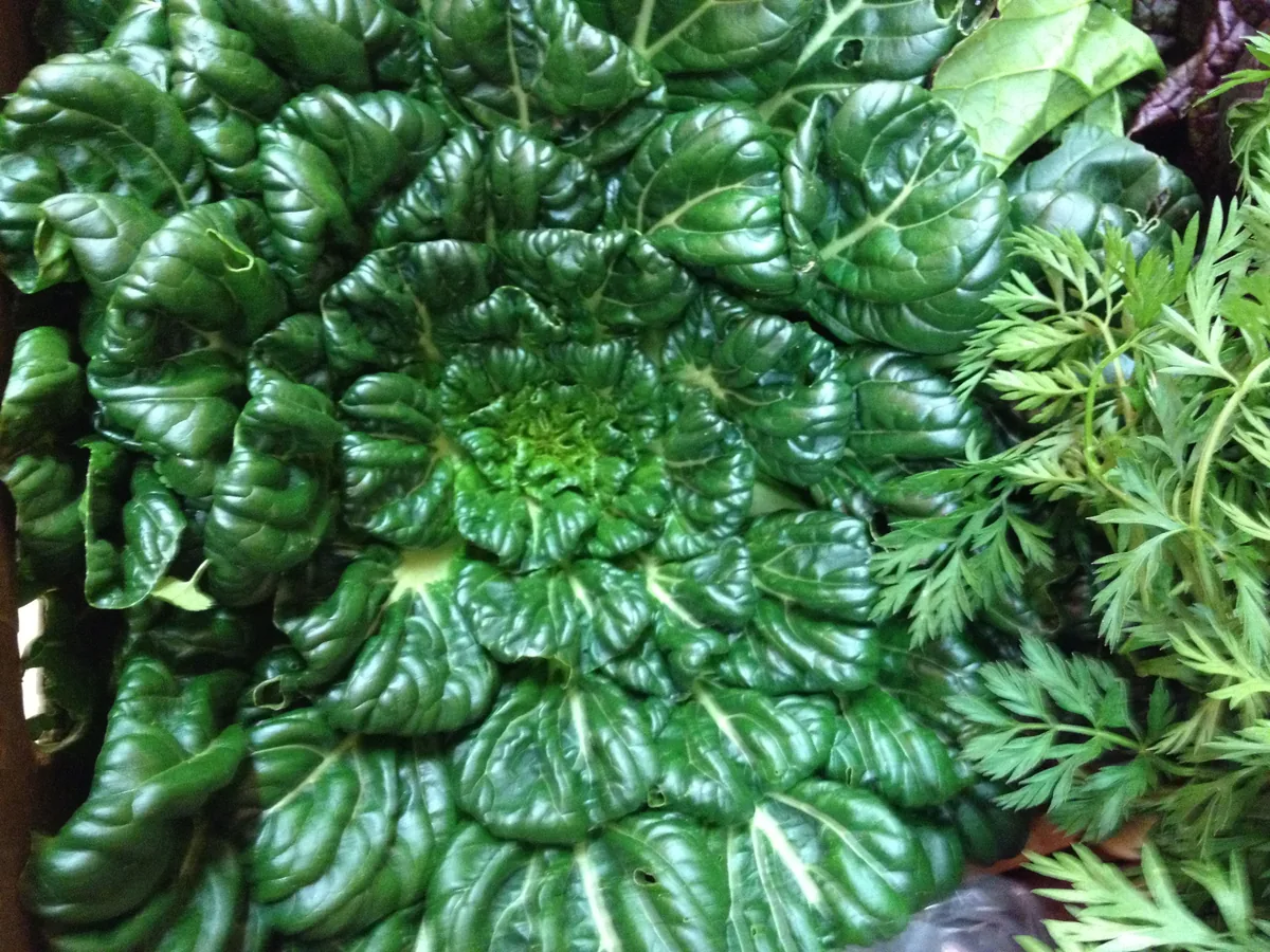Photo: baldeaglebluff (via Flickr) · CC BY-SA 2.0 · via Wikimedia Commons tatsoi (Brassica rapa var. rosularis), photograph