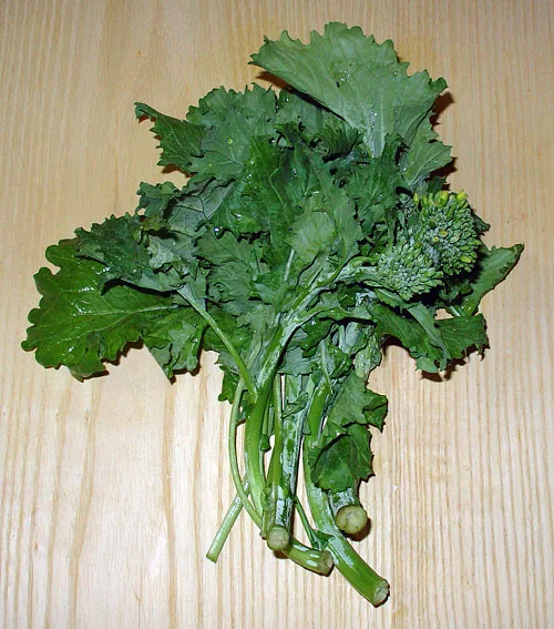 Photo: © Roedelius, , via Wikimedia Commons — File:Rapini.jpg; source page · CC BY-SA 3.0 · via Wikimedia Commons Broccoli Rabe (Brassica rapa var. ruvo), photograph