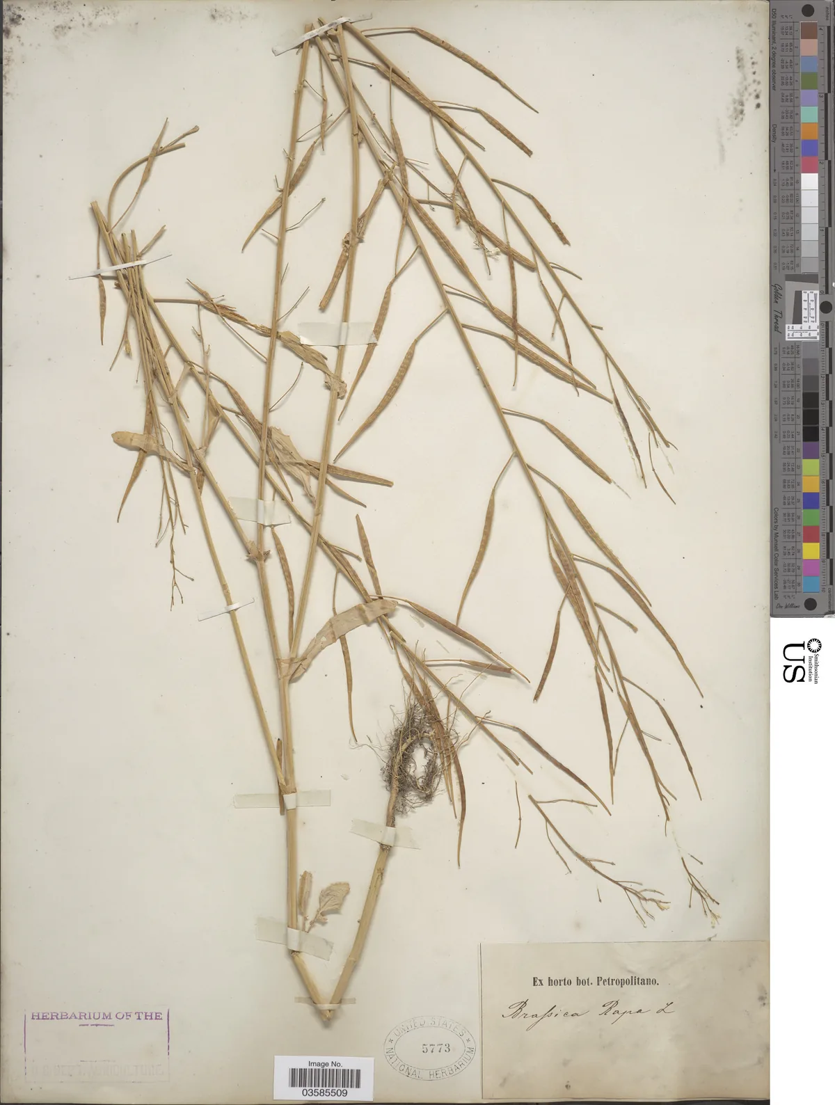 turnip cover crop (Brassica rapa), photograph