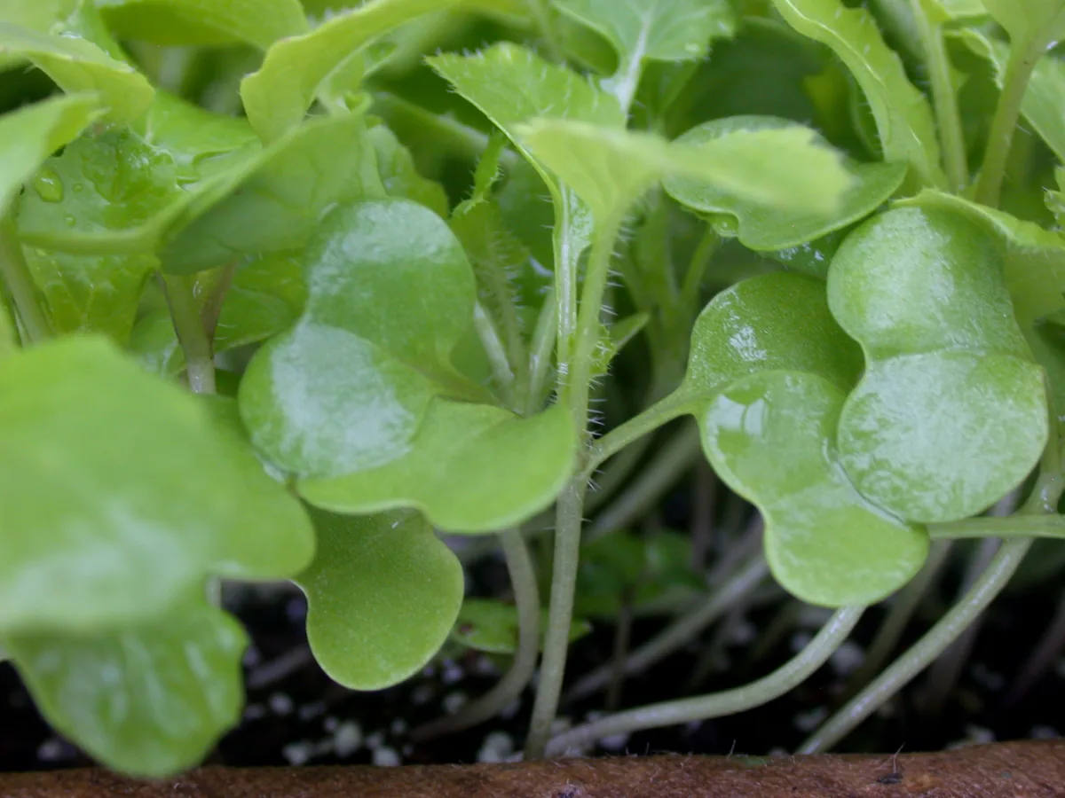 Bok Choy (Brassica rapa subsp. chinensis), photograph